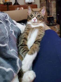 Domestic Short Hair Cats Available for Adoption - Sour Patch (pair With Sweet Tart) | PetCurious