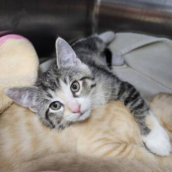 Pippin -  American Shorthair Cat for Adoption in Port Townsend, Washington - Pippin | PetCurious