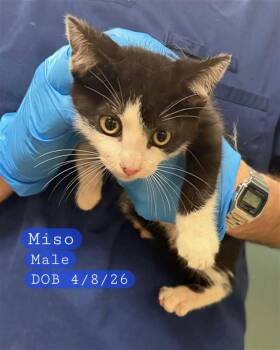 MISO -  Domestic Short Hair Cat for Adoption in Holbrook, New York - MISO | PetCurious