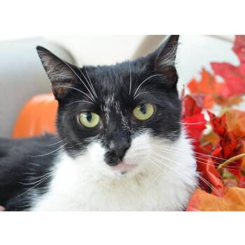 Marley -  Domestic Short Hair Cat for Adoption in Sanford, Florida - Marley | PetCurious