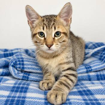 Reese -  Domestic Short Hair Cat for Adoption in Austin, Texas - Reese | PetCurious