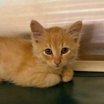 Pandapple -  Domestic Medium Hair Cat for Adoption in Walnut Creek, California - Pandapple | PetCurious