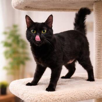 Bombay and Domestic Short Hair Cats Available for Adoption in Wyandotte, Michigan - Miss Biscuit | PetCurious
