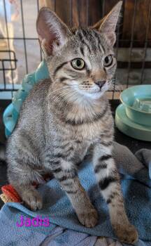 Jadis -  Domestic Short Hair Cat for Adoption in Morgan Hill, California - Jadis | PetCurious
