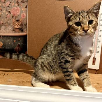 Rescue Domestic Short Hair Cats for Adoption in Brownsboro, Alabama - Lucy | PetCurious