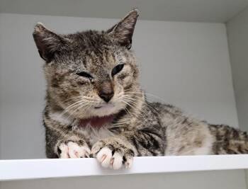 Domestic Short Hair Cats Available for Adoption - Aloe CC | PetCurious