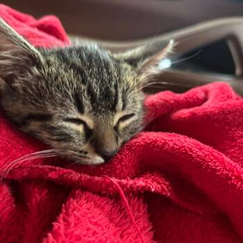 Violet -  Domestic Long Hair Cat for Adoption in Chattanooga, Tennessee - Violet | PetCurious