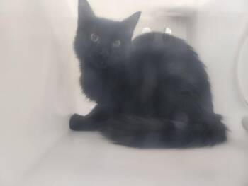 RAVEN -  Domestic Short Hair Cat for Adoption in Santa Fe, New Mexico - RAVEN | PetCurious