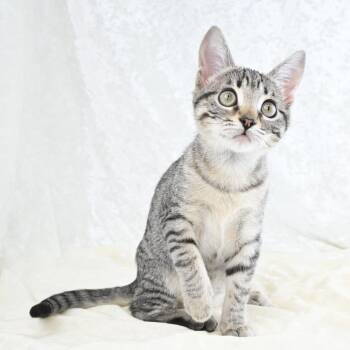 Allie -  Domestic Short Hair Cat for Adoption in Mobile, Alabama - Allie | PetCurious