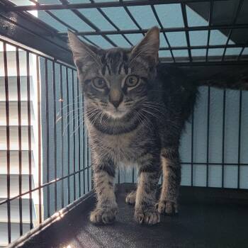 Squeakums -  Domestic Short Hair Cat for Adoption in Port Richey, Florida - Squeakums | PetCurious