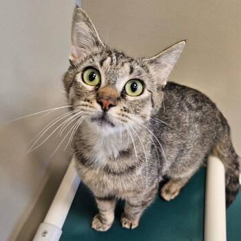 Domestic Short Hair Cats Available for Adoption in Sonoma, California - Molly | PetCurious