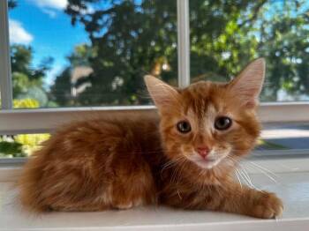 Zion -  Domestic Long Hair Cat for Adoption in Gorham, Maine - Zion | PetCurious