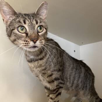 Rescue Domestic Short Hair Cats for Adoption in Pittsburgh, Pennsylvania - Horrifica | PetCurious