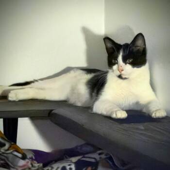 Domestic Short Hair Cats Available for Adoption in Wilsonville, Oregon - Dynamite | PetCurious