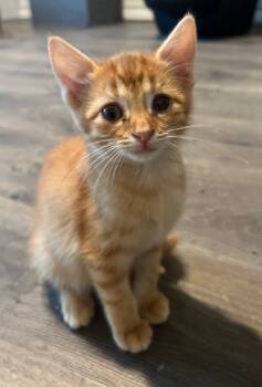 Rescue Tabby Cats for Adoption in San Antonio, Texas - Phoenix | PetCurious
