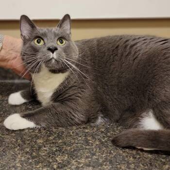 Domestic Short Hair Cats Available for Adoption in Myrtle Beach, South Carolina - Odin | PetCurious