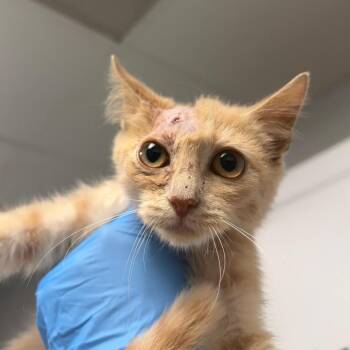 Coven -  Domestic Short Hair Cat for Adoption in Greenville, South Carolina - Coven | PetCurious