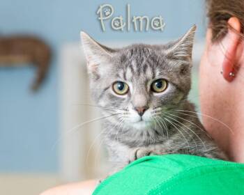 Palma -  Domestic Short Hair Cat for Adoption in Somerset, Pennsylvania - Palma | PetCurious
