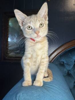 Rescue Domestic Short Hair Cats for Adoption in Avoca, Pennsylvania - Solstice | PetCurious