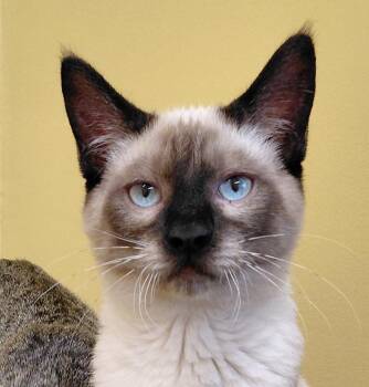 Skittles -  Siamese Cat for Adoption in Eugene, Oregon - Skittles | PetCurious