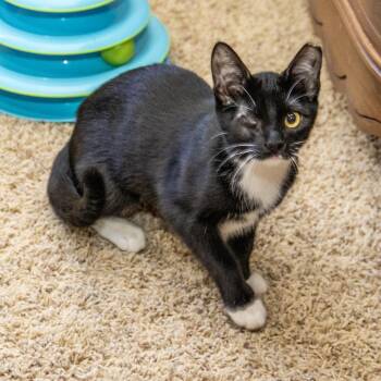 Domestic Short Hair Cats Available for Adoption - Rosita | PetCurious