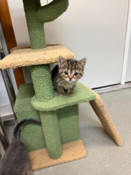 Domestic Long Hair Cats Available for Adoption in Algona, Iowa - COOKIE | PetCurious