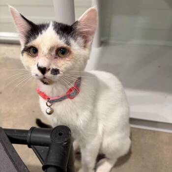 20260808-A4 Snickerdoodle -  Domestic Short Hair Cat for Adoption in Chehalis, Washington - 20260808-A4 Snickerdoodle | PetCurious