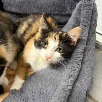 Michelle -  Domestic Short Hair Cat for Adoption in West Point, Mississippi - Michelle | PetCurious