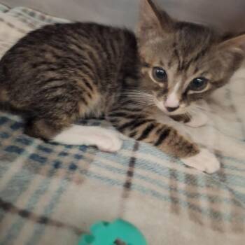 Ryder -  Domestic Short Hair Cat for Adoption in Lakeland, Florida - Ryder | PetCurious
