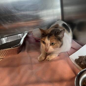 Domestic Short Hair Cats Available for Adoption in Matteson, Illinois - Callie | PetCurious