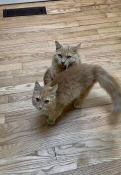 Sun Dried Tomato and Basil -  Domestic Medium Hair Cat for Adoption in New Milford, Connecticut - Sun Dried Tomato And Basil | PetCurious
