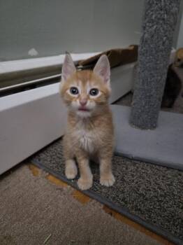 Venus - Kitten -  Domestic Short Hair Cat for Adoption in Enfield, Connecticut - Venus - Kitten | PetCurious
