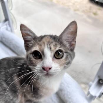 Miffy -  Domestic Short Hair Cat for Adoption in Richmond, Virginia - Miffy | PetCurious