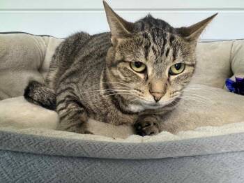 Rescue Domestic Short Hair Cats for Adoption in Marion, Ohio - Sue | PetCurious