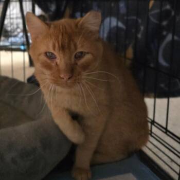 Domestic Short Hair Cats Available for Adoption in Grantsville, Utah - Quintan | PetCurious