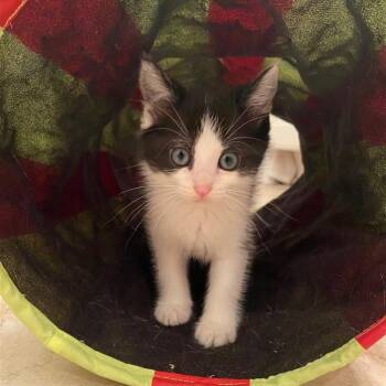 Rescue Domestic Short Hair Cats for Adoption in Fairfax, Virginia - Little Beauties- Kimmy | PetCurious