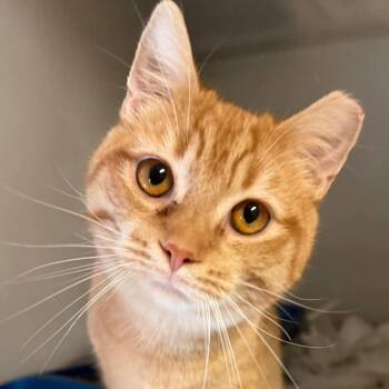 Domestic Short Hair Cats Available for Adoption - (16784) | PetCurious