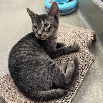 Rescue Tabby Cats for Adoption in Palmetto, Florida - Farley | PetCurious