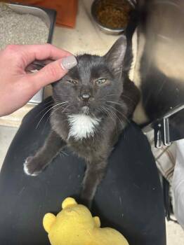 Rescue Domestic Short Hair Cats for Adoption - Cellphone | PetCurious