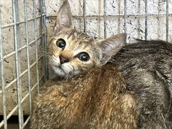 Domestic Short Hair Cats Available for Adoption in Ocala, Florida - A380507 | PetCurious