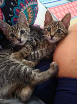Levi & Elijah (bonded brothers) -  Domestic Short Hair Cat for Adoption in Mt. Juliet, Tennessee - Levi & Elijah (bonded Brothers) | PetCurious