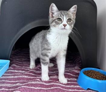 CALYPSO - ADOPTION PENDING -  Domestic Short Hair Cat for Adoption in Ontario, California - CALYPSO - ADOPTION PENDING | PetCurious