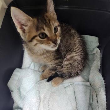 Bette -  Domestic Short Hair Cat for Adoption in Summerville, South Carolina - Bette | PetCurious