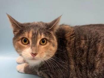 Domestic Short Hair Cats Available for Adoption - Kaia | PetCurious
