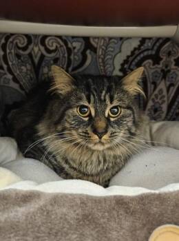 Domestic Long Hair and Domestic Short Hair Cats Available for Adoption - Thumper | PetCurious