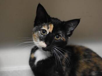 Winter -  Domestic Short Hair Cat for Adoption in Portland, Oregon - Winter | PetCurious