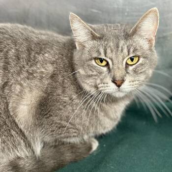 Domestic Short Hair Cats Available for Adoption - Charm Bracelet | PetCurious