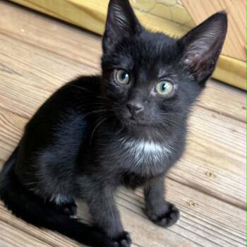 Domestic Short Hair Cats Available for Adoption in Candler, North Carolina - Udon | PetCurious