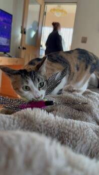 Calico Cats Available for Adoption - Loveland | PetCurious