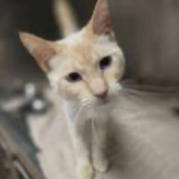 Uma -  Domestic Short Hair Cat for Adoption in Eagle Mountain, Utah - Uma | PetCurious